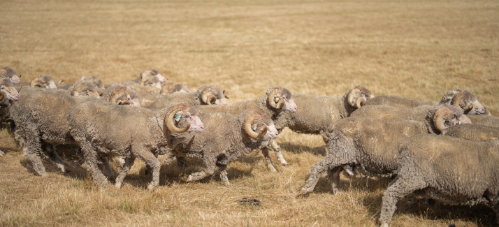 Van eigenschappen tot gebruik: wat is merinowol?