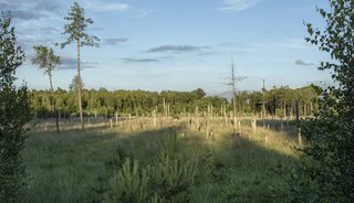 In augustus is Boswachterspad Stulp en Kasteeltuin op z'n mooist: dan staat de heide in volle bloei