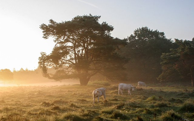 Op deze paden beleef je de natuur op z'n allermooist deze zomer
