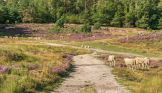 Boswachterspad Cultuurroute 't Leesten op de Veluwe is een route vol natuur en cultuur.