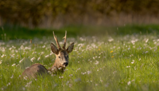 Trek je laarzen aan en wandel door drassige graslanden en door bossen op Boswachterspad Larzenroute Ruurlo