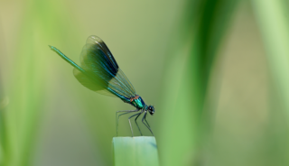 Bewandel Boswachterspad Rolderrug en ontdek de verborgen schatten van de Drentsche Aa 