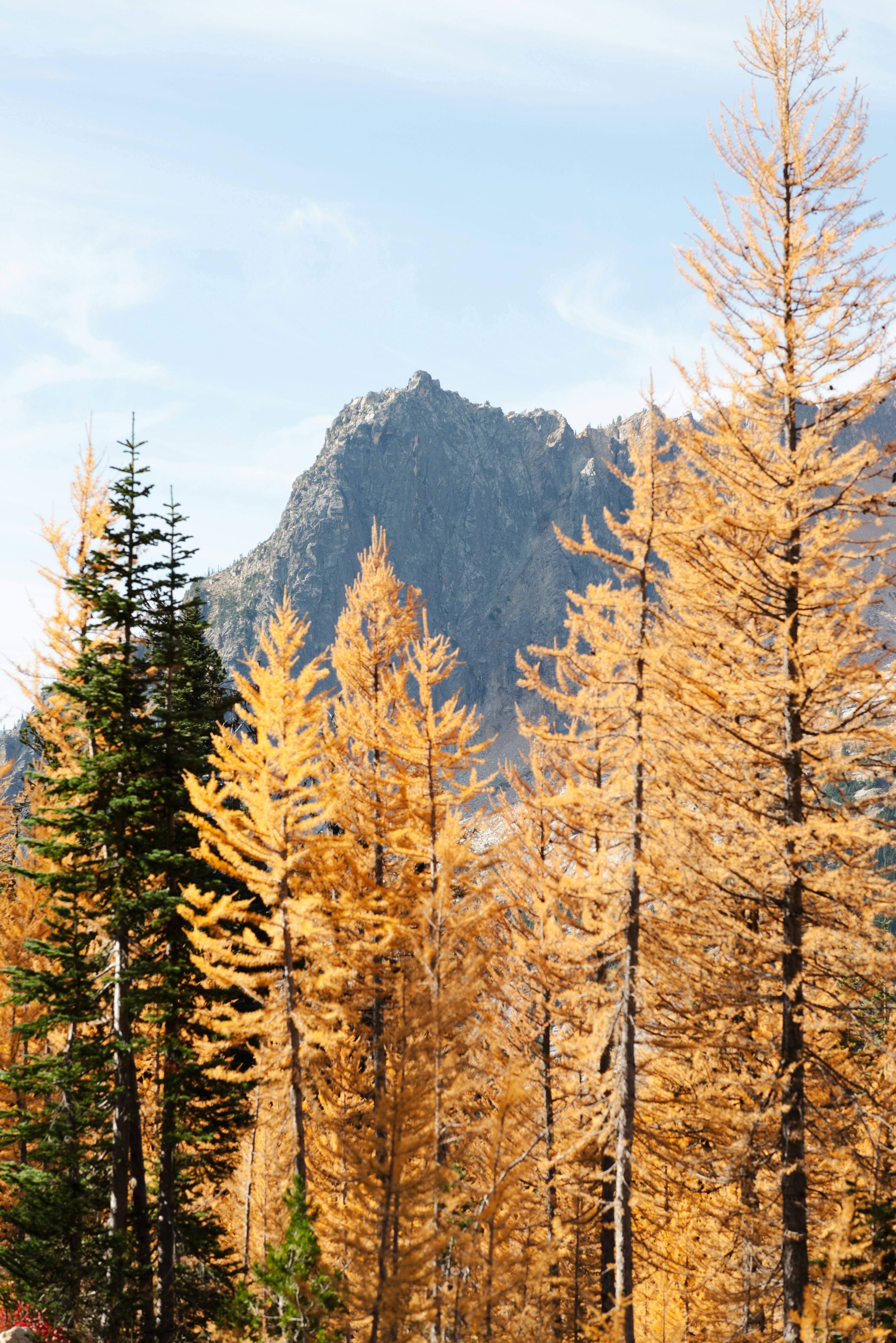 trees