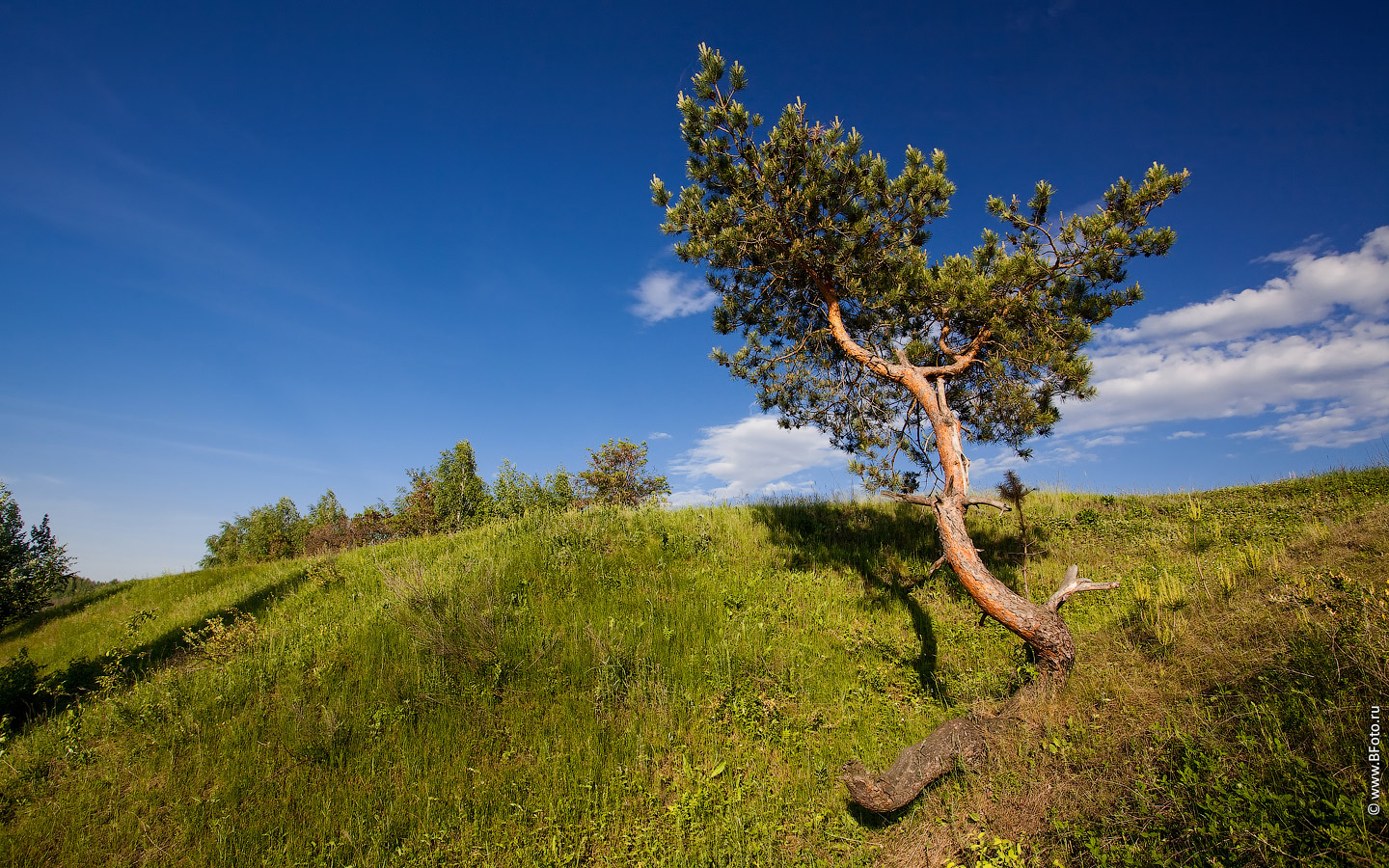 tree